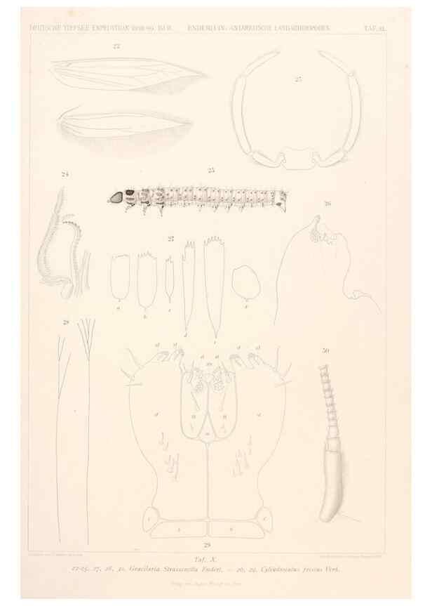 Reproducción/Reproduction 25208057973: Wissenschaftliche Ergebnisse der Deutschen Tiefsee-Expedition auf dem Dampfer ""Valdivia"" 1898-1899.. Jena,G. Fischer,1902-40.