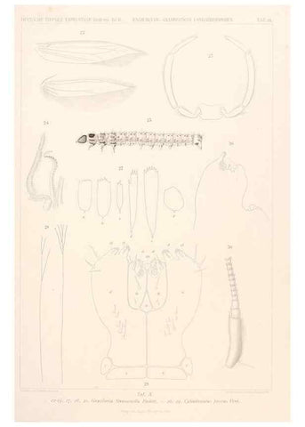 Reproducción/Reproduction 25208057973: Wissenschaftliche Ergebnisse der Deutschen Tiefsee-Expedition auf dem Dampfer ""Valdivia"" 1898-1899.. Jena,G. Fischer,1902-40.