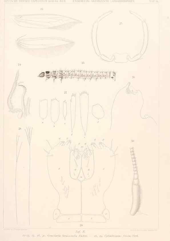 Reproducción/Reproduction 25208057973: Wissenschaftliche Ergebnisse der Deutschen Tiefsee-Expedition auf dem Dampfer ""Valdivia"" 1898-1899.. Jena,G. Fischer,1902-40.