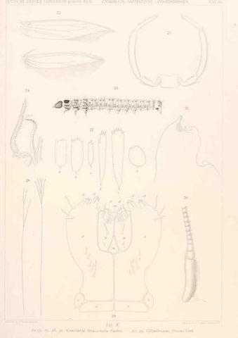 Reproducción/Reproduction 25208057973: Wissenschaftliche Ergebnisse der Deutschen Tiefsee-Expedition auf dem Dampfer ""Valdivia"" 1898-1899.. Jena,G. Fischer,1902-40.