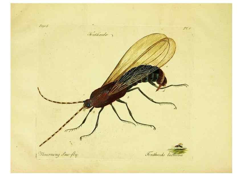 Reproducción/Reproduction 26346686663: A decade of curious insects: some of them not describ'd before:. London,Printed for the author,1773.