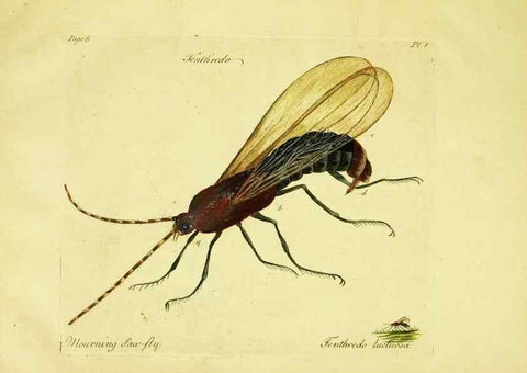 Reproducción/Reproduction 26346686663: A decade of curious insects: some of them not describ'd before:. London,Printed for the author,1773.