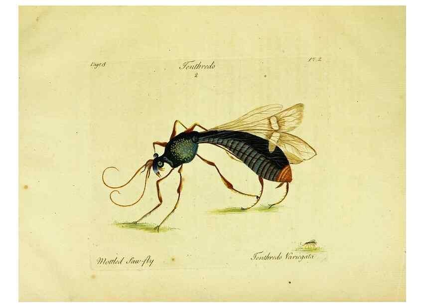 Reproducción/Reproduction 26951320065: A decade of curious insects: some of them not describ'd before:. London,Printed for the author,1773.
