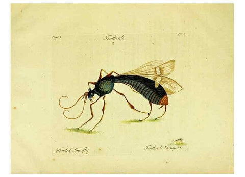 Reproducción/Reproduction 26951320065: A decade of curious insects: some of them not describ'd before:. London,Printed for the author,1773.