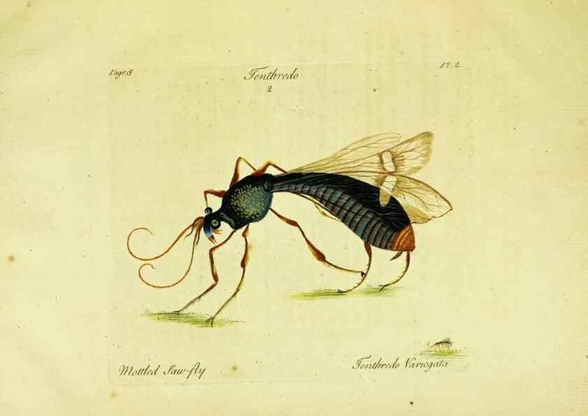 Reproducción/Reproduction 26951320065: A decade of curious insects: some of them not describ'd before:. London,Printed for the author,1773.