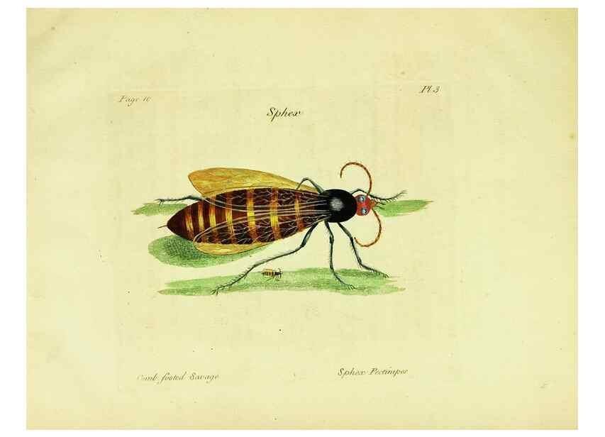 Reproducción/Reproduction 26951322105: A decade of curious insects: some of them not describ'd before:. London,Printed for the author,1773.