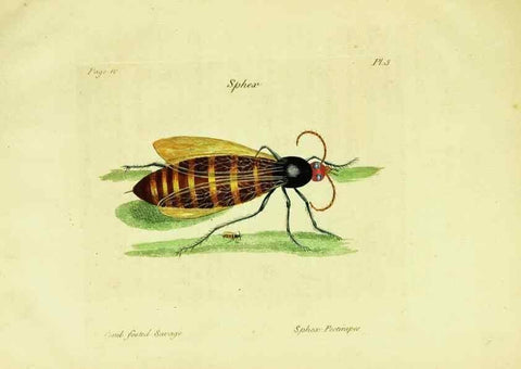 Reproducción/Reproduction 26951322105: A decade of curious insects: some of them not describ'd before:. London,Printed for the author,1773.