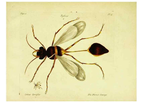 Reproducción/Reproduction 26882762221: A decade of curious insects: some of them not describ'd before:. London,Printed for the author,1773.
