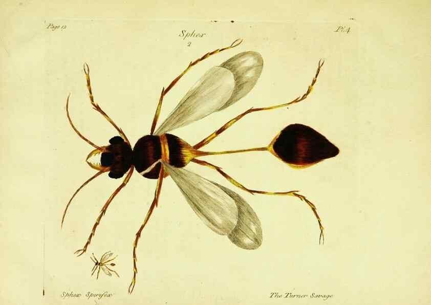 Reproducción/Reproduction 26882762221: A decade of curious insects: some of them not describ'd before:. London,Printed for the author,1773.
