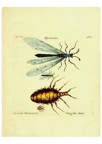 Reproducción/Reproduction 26951326005: A decade of curious insects: some of them not describ'd before:. London,Printed for the author,1773.