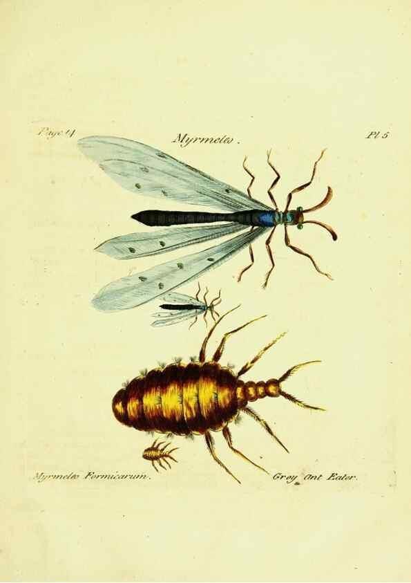 Reproducción/Reproduction 26951326005: A decade of curious insects: some of them not describ'd before:. London,Printed for the author,1773.