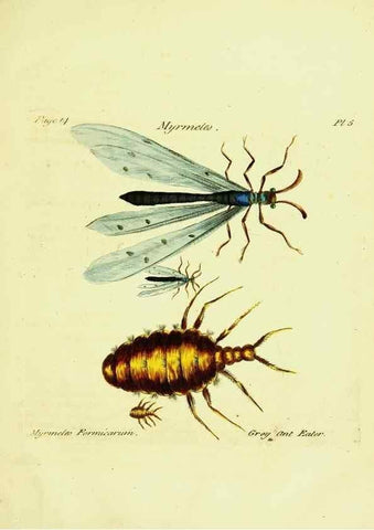 Reproducción/Reproduction 26951326005: A decade of curious insects: some of them not describ'd before:. London,Printed for the author,1773.