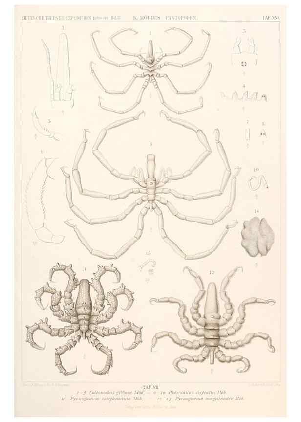 Reproducción/Reproduction 25533928790: Wissenschaftliche Ergebnisse der Deutschen Tiefsee-Expedition auf dem Dampfer ""Valdivia"" 1898-1899.. Jena,G. Fischer,1902-40.