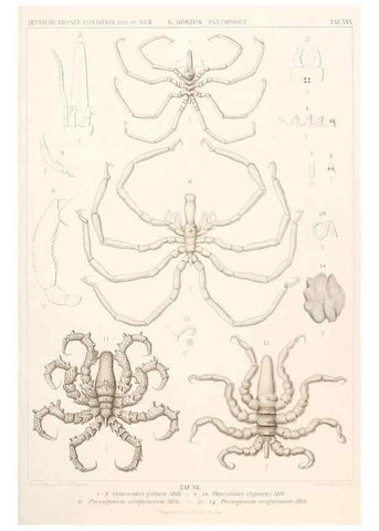 Reproducción/Reproduction 25533928790: Wissenschaftliche Ergebnisse der Deutschen Tiefsee-Expedition auf dem Dampfer ""Valdivia"" 1898-1899.. Jena,G. Fischer,1902-40.