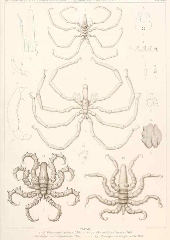 Reproducción/Reproduction 25533928790: Wissenschaftliche Ergebnisse der Deutschen Tiefsee-Expedition auf dem Dampfer ""Valdivia"" 1898-1899.. Jena,G. Fischer,1902-40.