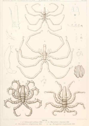 Reproducción/Reproduction 25533928790: Wissenschaftliche Ergebnisse der Deutschen Tiefsee-Expedition auf dem Dampfer ""Valdivia"" 1898-1899.. Jena,G. Fischer,1902-40.