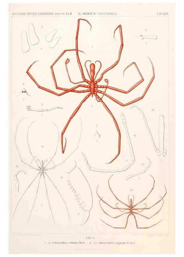 Reproducción/Reproduction 25739514441: Wissenschaftliche Ergebnisse der Deutschen Tiefsee-Expedition auf dem Dampfer ""Valdivia"" 1898-1899.. Jena,G. Fischer,1902-40.