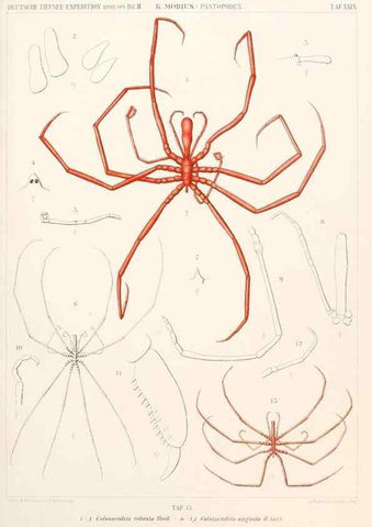 Reproducción/Reproduction 25739514441: Wissenschaftliche Ergebnisse der Deutschen Tiefsee-Expedition auf dem Dampfer ""Valdivia"" 1898-1899.. Jena,G. Fischer,1902-40.