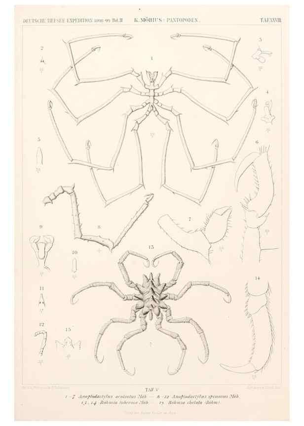 Reproducción/Reproduction 25204103844: Wissenschaftliche Ergebnisse der Deutschen Tiefsee-Expedition auf dem Dampfer ""Valdivia"" 1898-1899.. Jena,G. Fischer,1902-40.