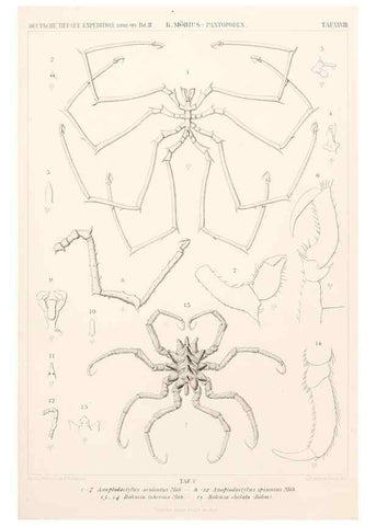Reproducción/Reproduction 25204103844: Wissenschaftliche Ergebnisse der Deutschen Tiefsee-Expedition auf dem Dampfer ""Valdivia"" 1898-1899.. Jena,G. Fischer,1902-40.