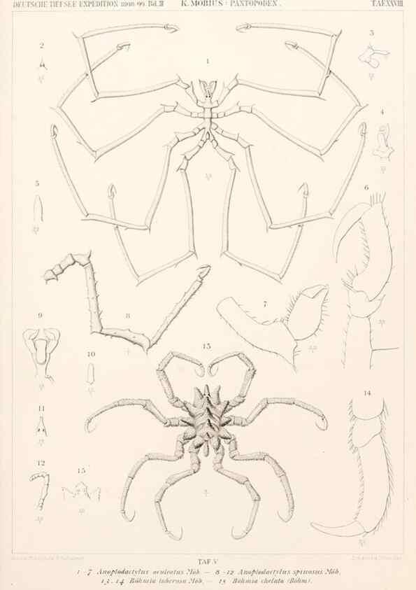 Reproducción/Reproduction 25204103844: Wissenschaftliche Ergebnisse der Deutschen Tiefsee-Expedition auf dem Dampfer ""Valdivia"" 1898-1899.. Jena,G. Fischer,1902-40.
