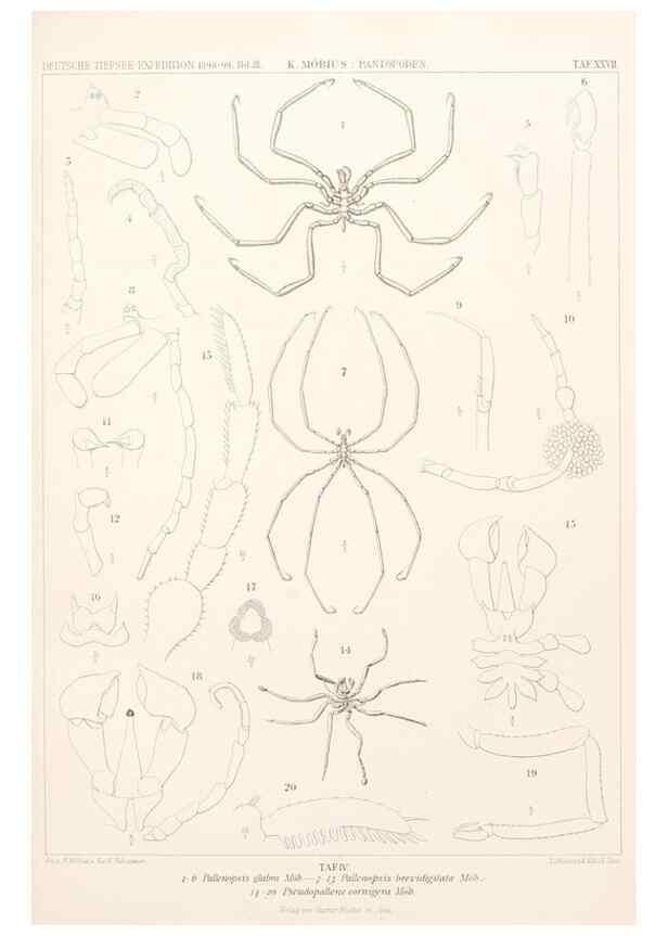 Reproducción/Reproduction 25713669862: Wissenschaftliche Ergebnisse der Deutschen Tiefsee-Expedition auf dem Dampfer ""Valdivia"" 1898-1899.. Jena,G. Fischer,1902-40.