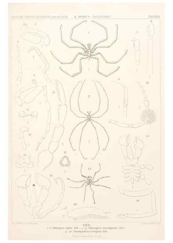 Reproducción/Reproduction 25713669862: Wissenschaftliche Ergebnisse der Deutschen Tiefsee-Expedition auf dem Dampfer ""Valdivia"" 1898-1899.. Jena,G. Fischer,1902-40.
