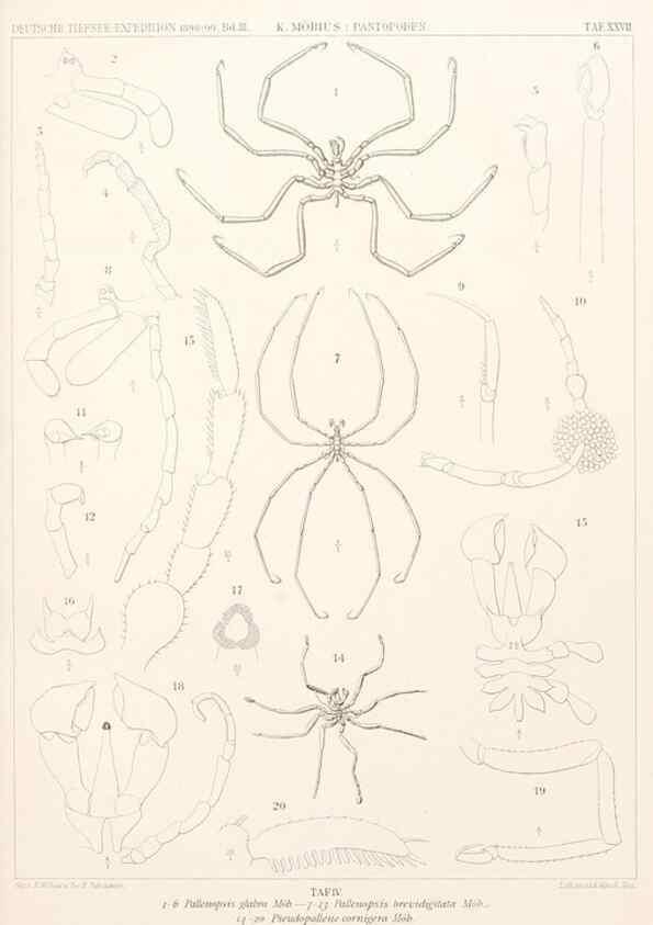 Reproducción/Reproduction 25713669862: Wissenschaftliche Ergebnisse der Deutschen Tiefsee-Expedition auf dem Dampfer ""Valdivia"" 1898-1899.. Jena,G. Fischer,1902-40.
