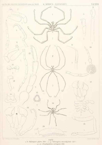 Reproducción/Reproduction 25713669862: Wissenschaftliche Ergebnisse der Deutschen Tiefsee-Expedition auf dem Dampfer ""Valdivia"" 1898-1899.. Jena,G. Fischer,1902-40.