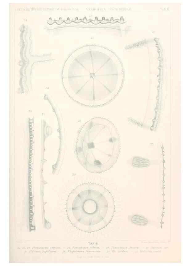 Reproducción/Reproduction 25808480676: Wissenschaftliche Ergebnisse der Deutschen Tiefsee-Expedition auf dem Dampfer ""Valdivia"" 1898-1899.. Jena,G. Fischer,1902-40.