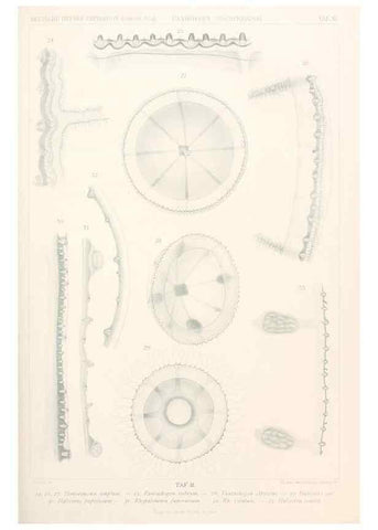 Reproducción/Reproduction 25808480676: Wissenschaftliche Ergebnisse der Deutschen Tiefsee-Expedition auf dem Dampfer ""Valdivia"" 1898-1899.. Jena,G. Fischer,1902-40.