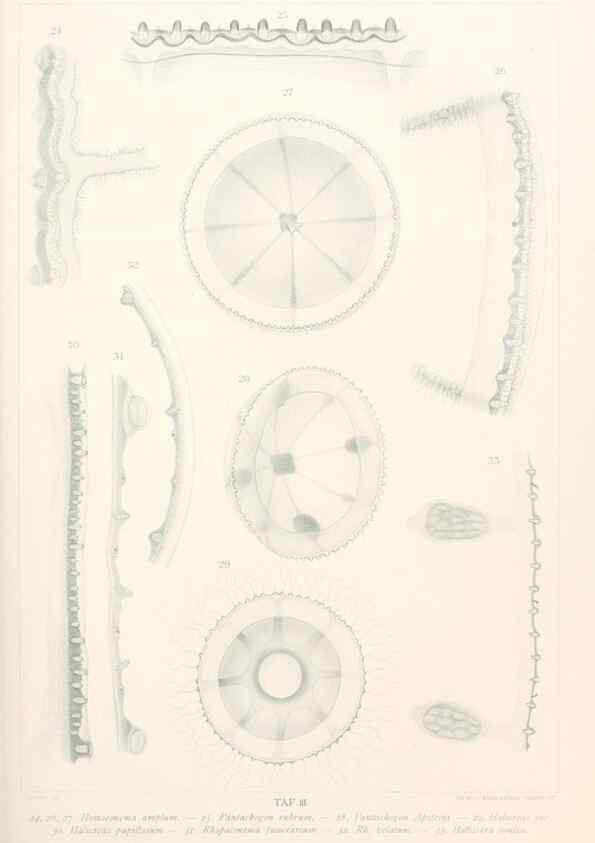 Reproducción/Reproduction 25808480676: Wissenschaftliche Ergebnisse der Deutschen Tiefsee-Expedition auf dem Dampfer ""Valdivia"" 1898-1899.. Jena,G. Fischer,1902-40.