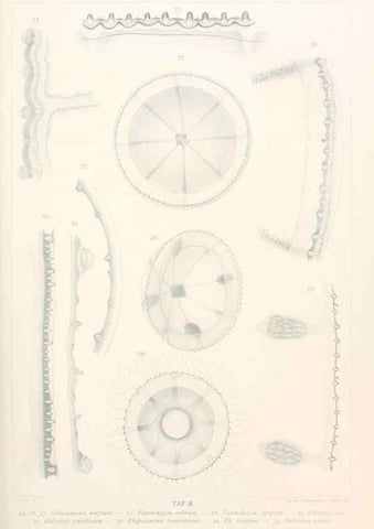 Reproducción/Reproduction 25808480676: Wissenschaftliche Ergebnisse der Deutschen Tiefsee-Expedition auf dem Dampfer ""Valdivia"" 1898-1899.. Jena,G. Fischer,1902-40.