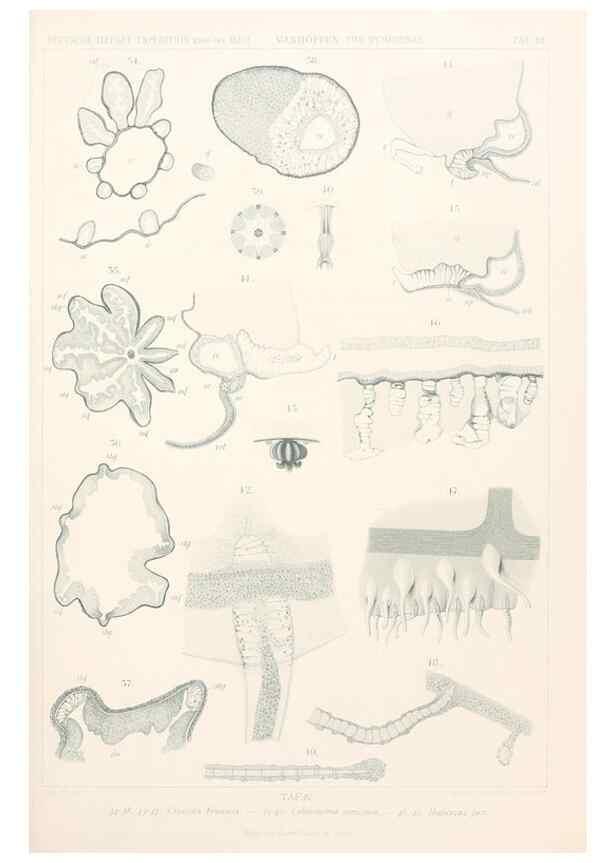 Reproducción/Reproduction 25713606502: Wissenschaftliche Ergebnisse der Deutschen Tiefsee-Expedition auf dem Dampfer ""Valdivia"" 1898-1899.. Jena,G. Fischer,1902-40.