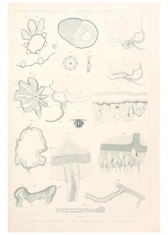 Reproducción/Reproduction 25713606502: Wissenschaftliche Ergebnisse der Deutschen Tiefsee-Expedition auf dem Dampfer ""Valdivia"" 1898-1899.. Jena,G. Fischer,1902-40.