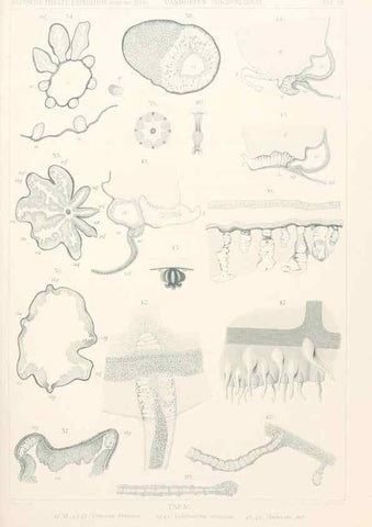Reproducción/Reproduction 25713606502: Wissenschaftliche Ergebnisse der Deutschen Tiefsee-Expedition auf dem Dampfer ""Valdivia"" 1898-1899.. Jena,G. Fischer,1902-40.