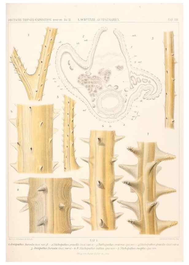 Reproducción/Reproduction 25739447641: Wissenschaftliche Ergebnisse der Deutschen Tiefsee-Expedition auf dem Dampfer ""Valdivia"" 1898-1899.. Jena,G. Fischer,1902-40.