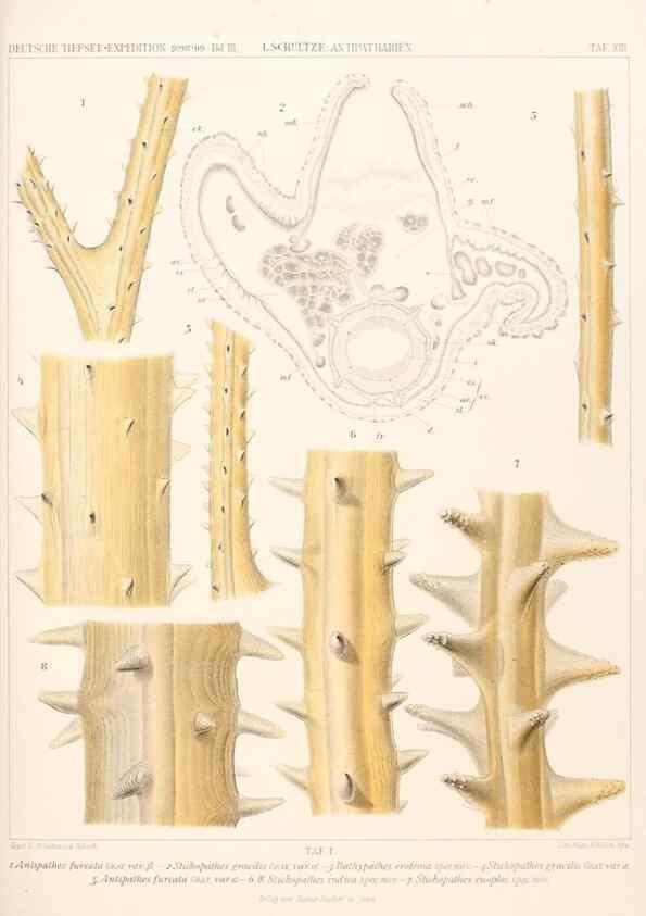 Reproducción/Reproduction 25739447641: Wissenschaftliche Ergebnisse der Deutschen Tiefsee-Expedition auf dem Dampfer ""Valdivia"" 1898-1899.. Jena,G. Fischer,1902-40.