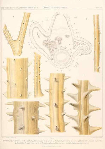 Reproducción/Reproduction 25739447641: Wissenschaftliche Ergebnisse der Deutschen Tiefsee-Expedition auf dem Dampfer ""Valdivia"" 1898-1899.. Jena,G. Fischer,1902-40.