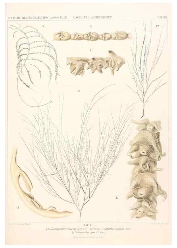 Reproducción/Reproduction 25204043114: Wissenschaftliche Ergebnisse der Deutschen Tiefsee-Expedition auf dem Dampfer ""Valdivia"" 1898-1899.. Jena,G. Fischer,1902-40.