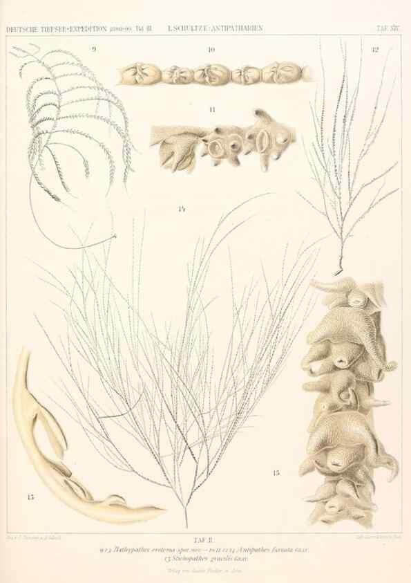 Reproducción/Reproduction 25204043114: Wissenschaftliche Ergebnisse der Deutschen Tiefsee-Expedition auf dem Dampfer ""Valdivia"" 1898-1899.. Jena,G. Fischer,1902-40.