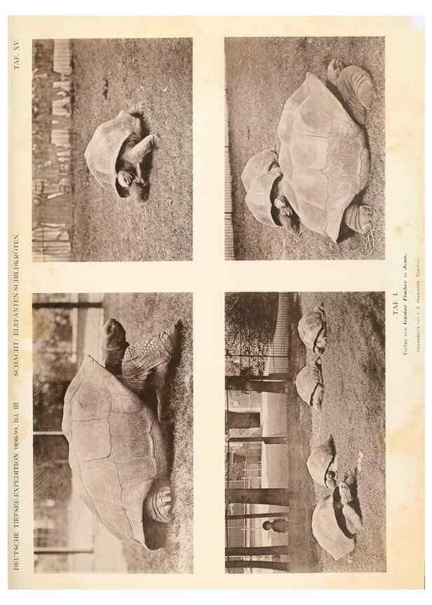 Reproducción/Reproduction 25713618312: Wissenschaftliche Ergebnisse der Deutschen Tiefsee-Expedition auf dem Dampfer ""Valdivia"" 1898-1899.. Jena,G. Fischer,1902-40.