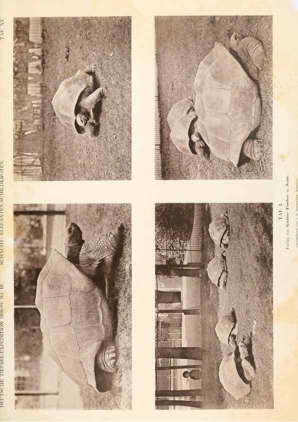Reproducción/Reproduction 25713618312: Wissenschaftliche Ergebnisse der Deutschen Tiefsee-Expedition auf dem Dampfer ""Valdivia"" 1898-1899.. Jena,G. Fischer,1902-40.