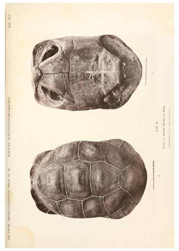 Reproducción/Reproduction 25713623522: Wissenschaftliche Ergebnisse der Deutschen Tiefsee-Expedition auf dem Dampfer ""Valdivia"" 1898-1899.. Jena,G. Fischer,1902-40.