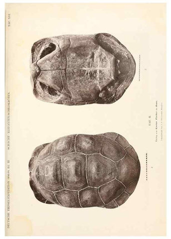 Reproducción/Reproduction 25713623522: Wissenschaftliche Ergebnisse der Deutschen Tiefsee-Expedition auf dem Dampfer ""Valdivia"" 1898-1899.. Jena,G. Fischer,1902-40.