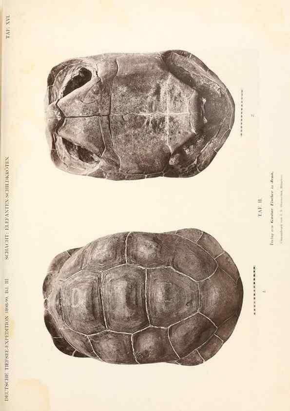Reproducción/Reproduction 25713623522: Wissenschaftliche Ergebnisse der Deutschen Tiefsee-Expedition auf dem Dampfer ""Valdivia"" 1898-1899.. Jena,G. Fischer,1902-40.