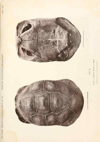 Reproducción/Reproduction 25713623522: Wissenschaftliche Ergebnisse der Deutschen Tiefsee-Expedition auf dem Dampfer ""Valdivia"" 1898-1899.. Jena,G. Fischer,1902-40.