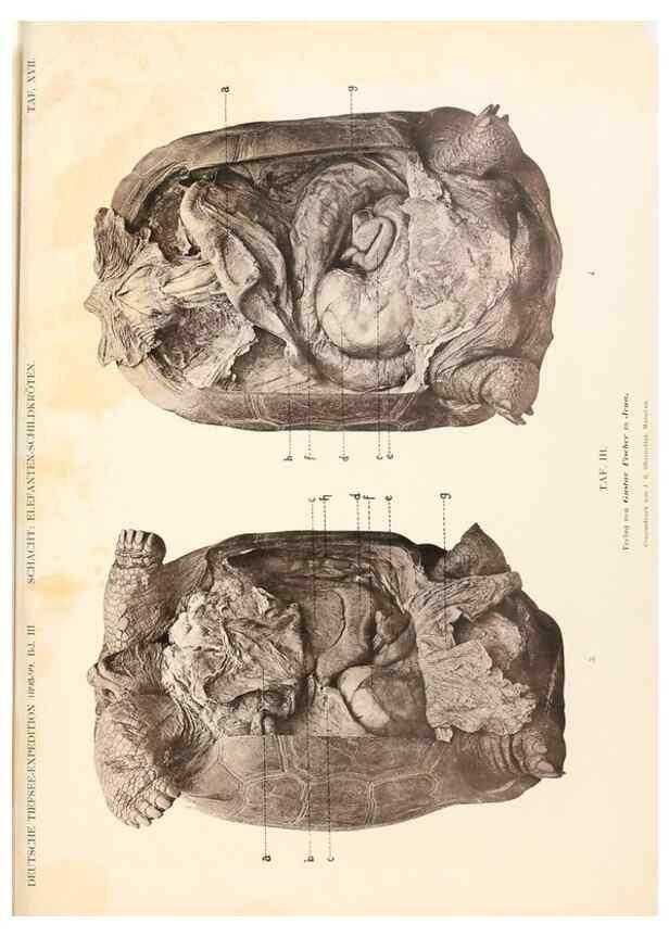 Reproducción/Reproduction 25533876990: Wissenschaftliche Ergebnisse der Deutschen Tiefsee-Expedition auf dem Dampfer ""Valdivia"" 1898-1899.. Jena,G. Fischer,1902-40.