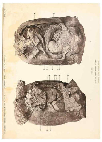 Reproducción/Reproduction 25533876990: Wissenschaftliche Ergebnisse der Deutschen Tiefsee-Expedition auf dem Dampfer ""Valdivia"" 1898-1899.. Jena,G. Fischer,1902-40.