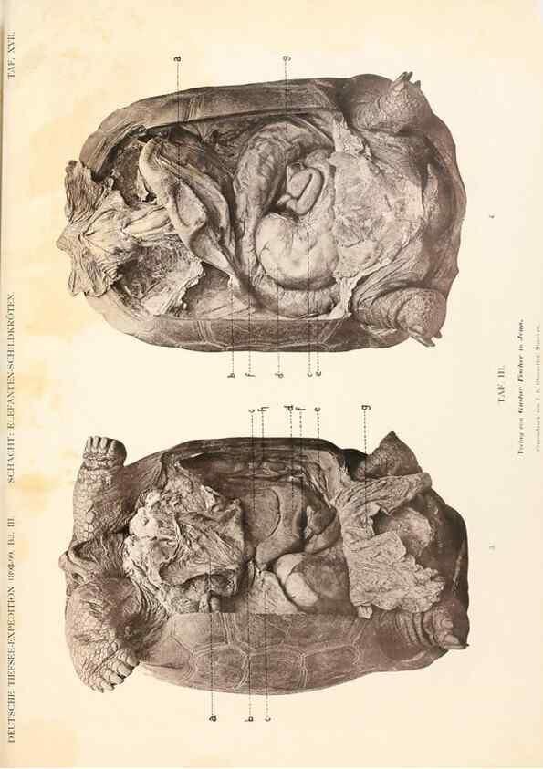 Reproducción/Reproduction 25533876990: Wissenschaftliche Ergebnisse der Deutschen Tiefsee-Expedition auf dem Dampfer ""Valdivia"" 1898-1899.. Jena,G. Fischer,1902-40.